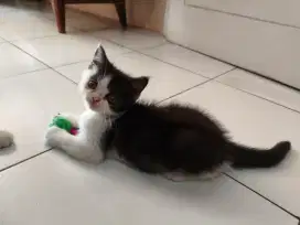 Kucing Persia Flatnose