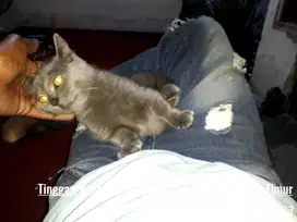 Kitten munckhin jantan