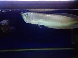 Ikan Arwana Silver 50 cm