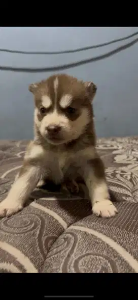 Husky siberian pure