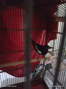 Jual burung kacer
