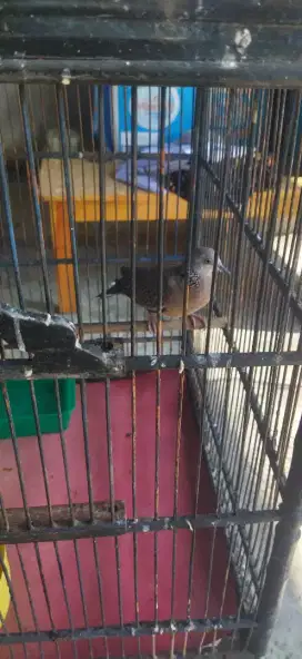 Burung tekukur tangkapan