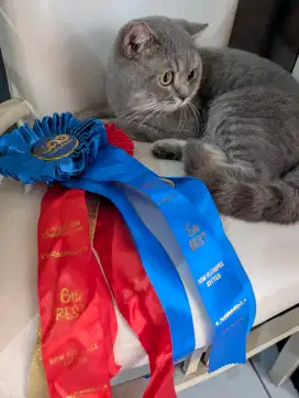 Kucing bsh mantan juara kontes