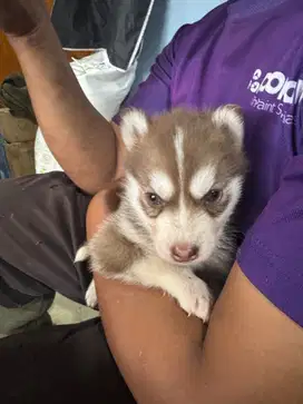 Husky siberian pure