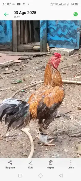 Jual ayam Bangkok birma