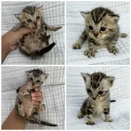 Anak Kucing Ras Mix BSH dan corak tutul