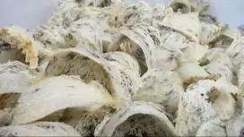dicari bahan kotor walet daerah medan
