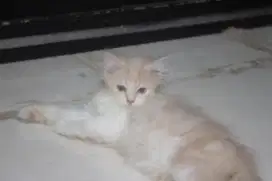 Kitten persia flat nose