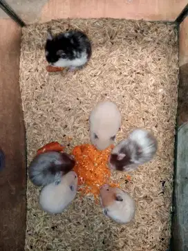 Hamster syrian varian