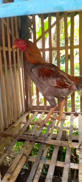 Jual ayam Bangkok klasik
