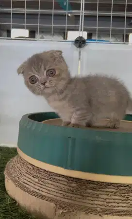 Kucing kitten munchkin gaelic fold scottish fold british shorthair BSH