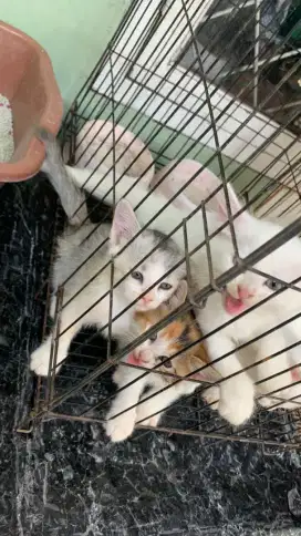 Kitten 1 bulan persia