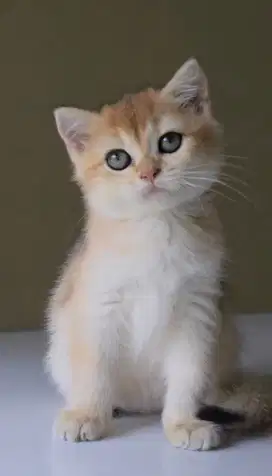 BRITISH SHORTHAIR GOLDEN BETINA KET IMPOR