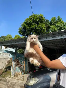 Jual kucing ragdoll
