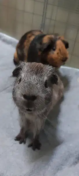 2 GUINEA PIG AUSI [JANTAN] + ALL IN KANDANG RUMAH