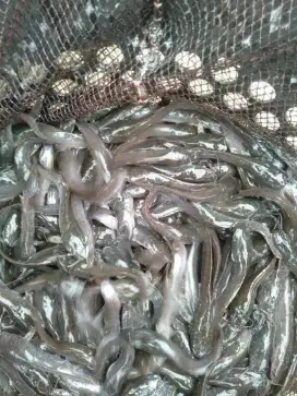 Jual benih ikan lele siap kerja rim