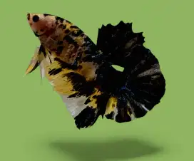 ikan cupang giant ykc