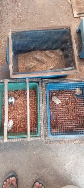 Hamster syrian robborovski winter campbell