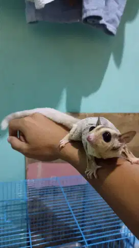 Sugar glider mosaic ringtail