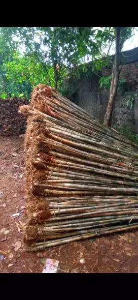 jual pohon bambu,bambu pagar hidup