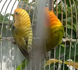 Love bird lovebird Biola