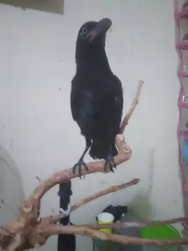 Gagak gaok jinak kaki keturunan albino cakap putih