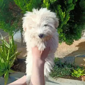 Anak Anjing Maltese