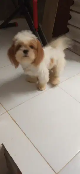 Anjing shihtzu Betina