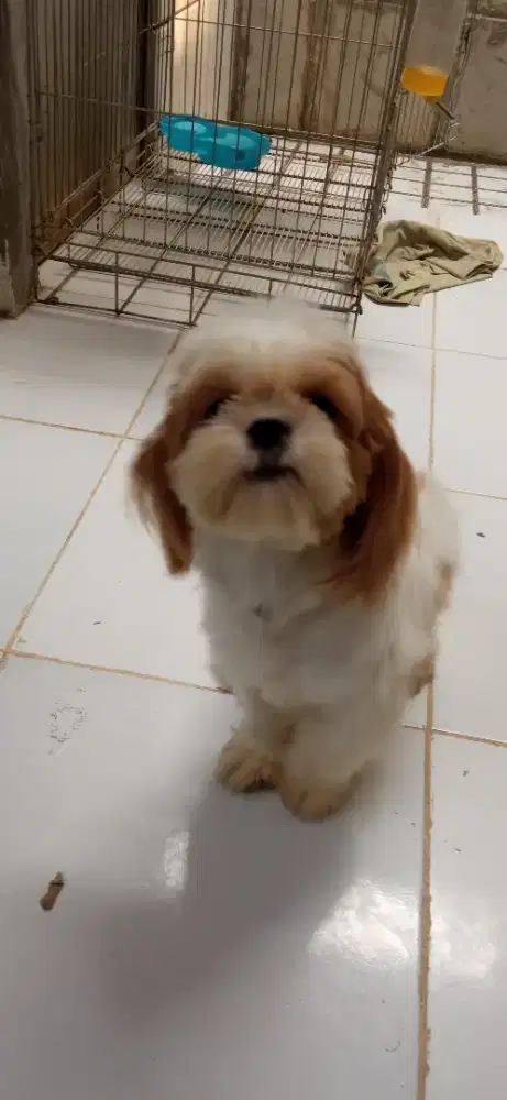 Anjing shihtzu Betina