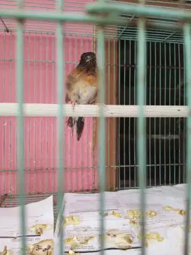Burung Murai Batu Medan Trotol Fix Jantan