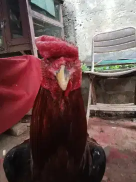 Ayam Bangkok X pelung