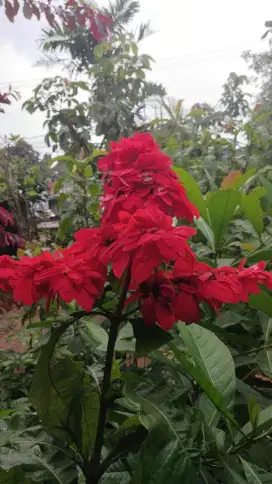 Bunga Warwesia Werwesia