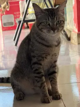 Kucing mixdom mujair jantan