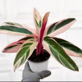 Jenis tanaman hias calathea tricolour
