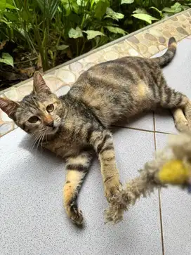 Kucing mixdom marbel betina
