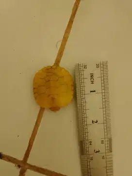Kura kura RES Albino baby