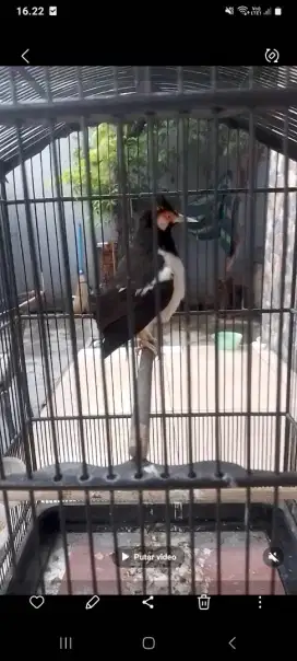 Burung jalak gacor