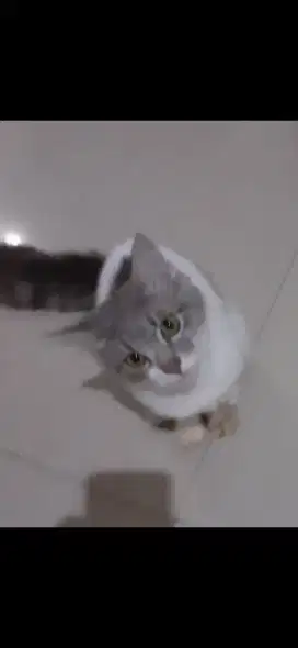 OPEN ADOPT KUCING JANTAN