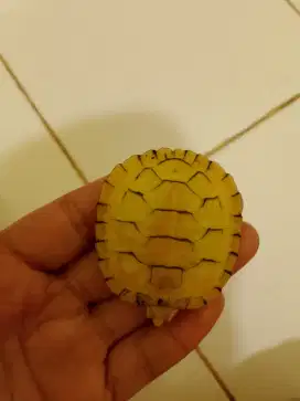 Kura kura RES Albino