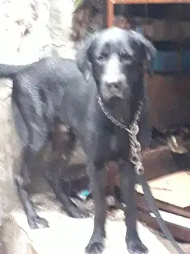 Open pacak anjng labrador jantan umur 2 th