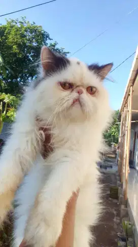 Kawin Persia Peaknose bukan Himalaya atau munchkin