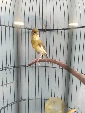 Burung kenari jantan