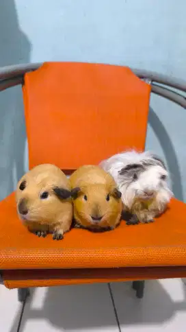 Dijual Guinea Pig/Marmut dan kandang