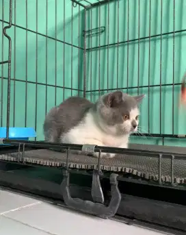BSH BRITISH SHORTHAIR BETINA BICOLOR