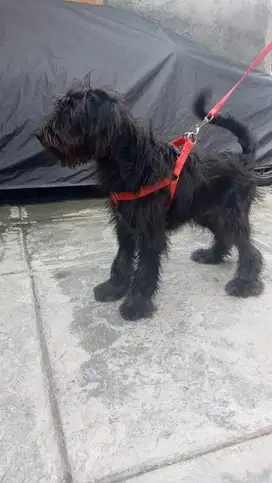 Anjing ras bulu panjang mirip jenis giant schanauzer