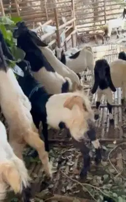 10 ekor bakalan kambing cross PE 1 jantan 9 betina 4-5 bln siap ternak