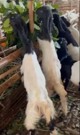 10 ekor bakalan kambing etawa cross jawaan 4-5 bln 1 jantan 9 betina