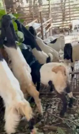 10 ekor bakalan kambing cross etawa jawaan 1 jantan 9 betina 4-5 bulan