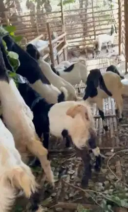 10 ekor bakalan kambing cross etawa jawaan 4-5 bln 1 jantan 9 betinaan