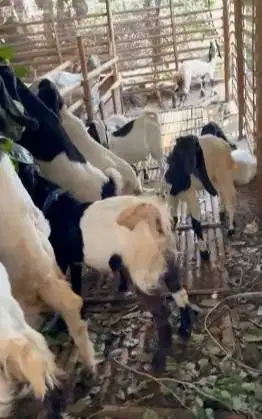10 ekor bakalan kambing cross jawa etawa 4-5 bln 1 jantan 9 betinaan